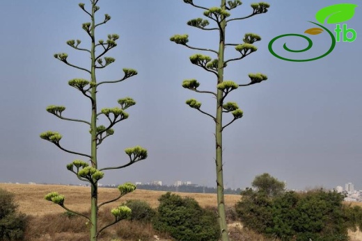 Adana