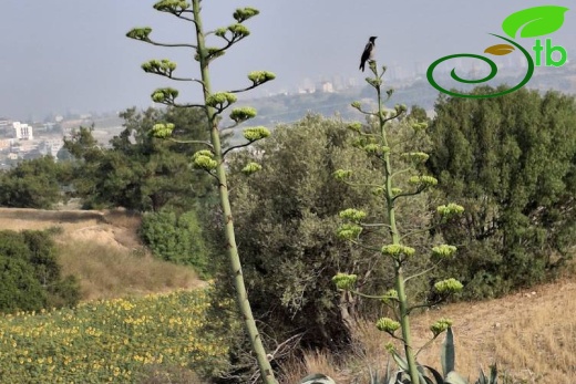 Adana