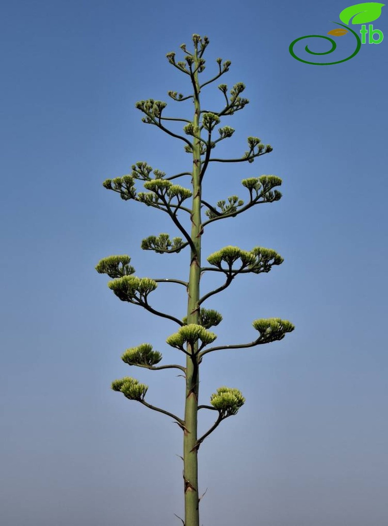 Adana