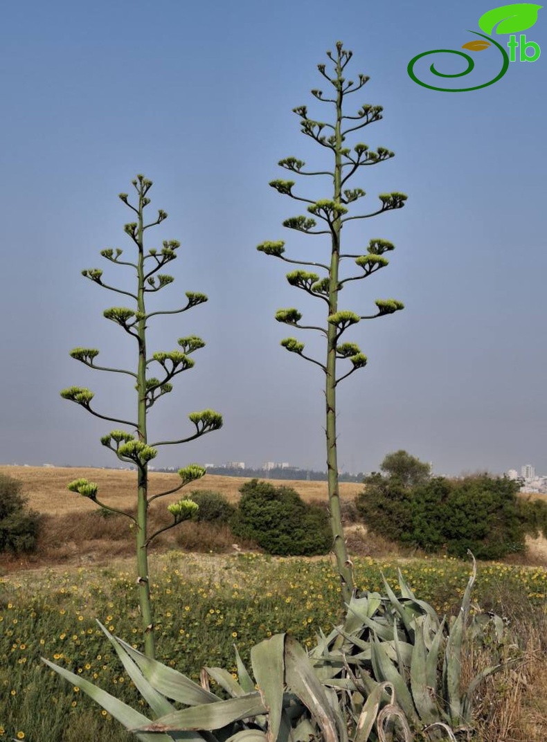 Adana