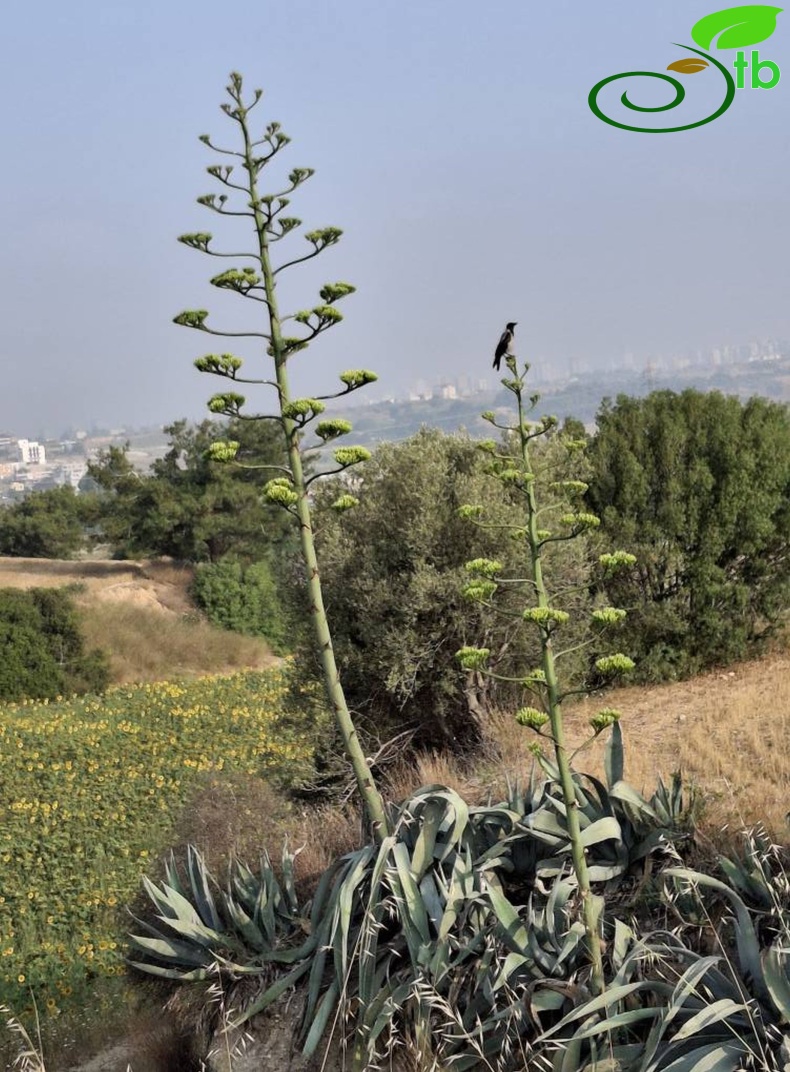Adana