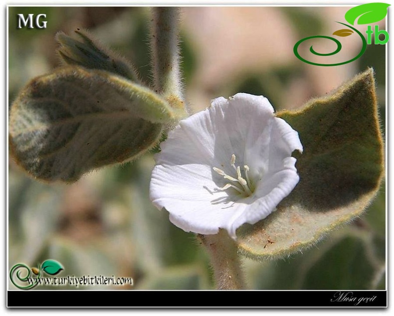 ssp. reticulatus-Mardin