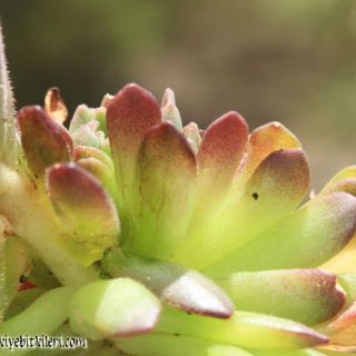 var serpentinicum-Sandras dağı-Muğla
