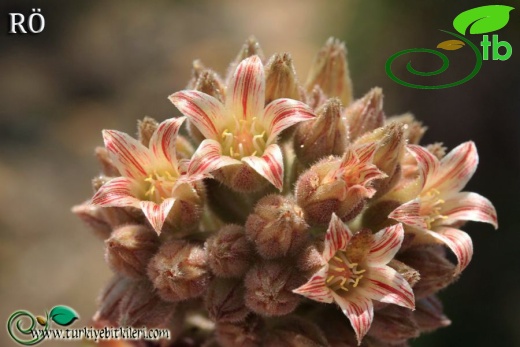 var serpentinicum-Sandras dağı-Muğla