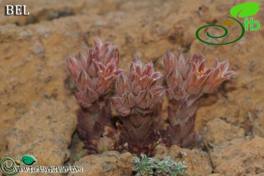 var serpentinicum-Sandras dağı-Muğla