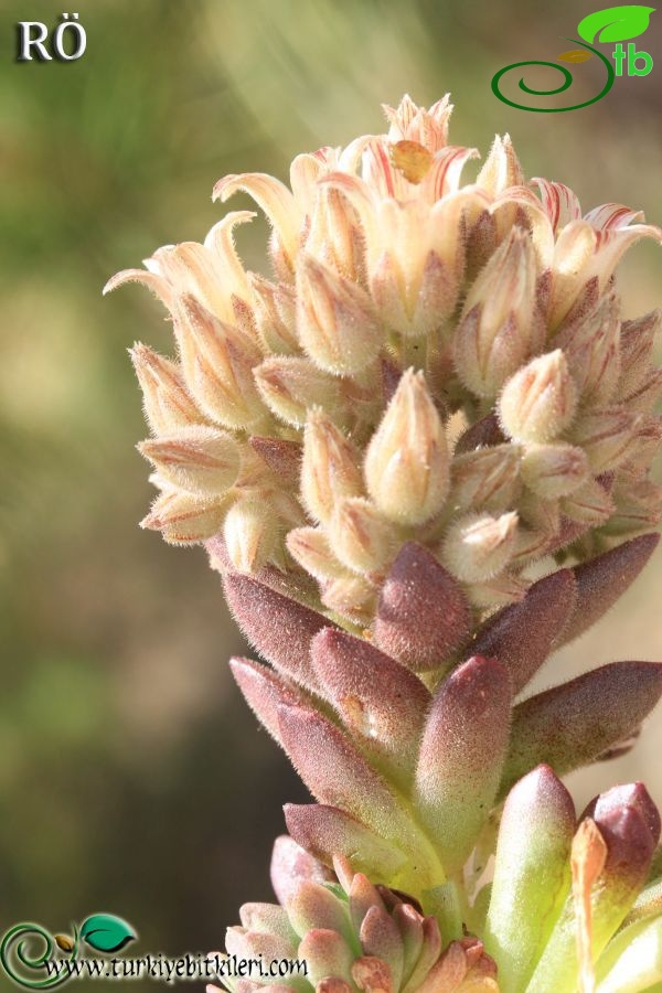 var serpentinicum-Sandras dağı-Muğla