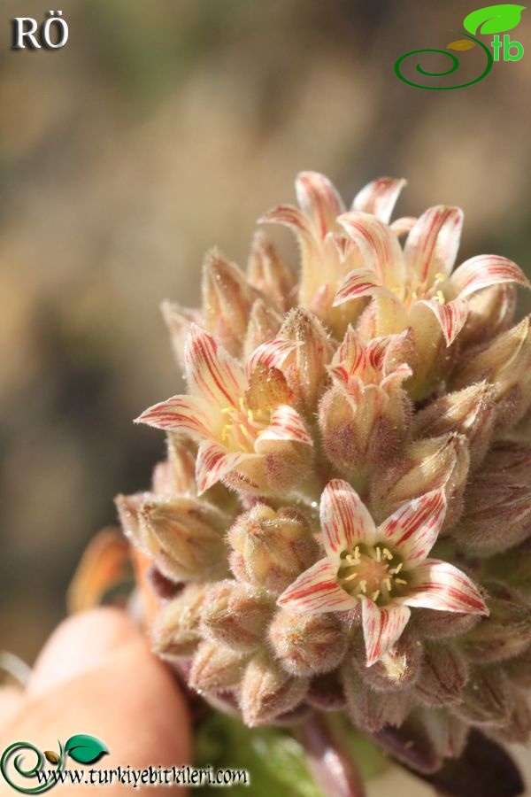 var serpentinicum-Sandras dağı-Muğla