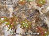var.pallidum-Anamur-Mersin