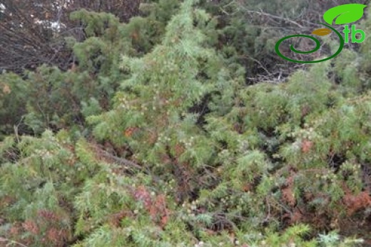 ssp. oxycedrus-Dişi