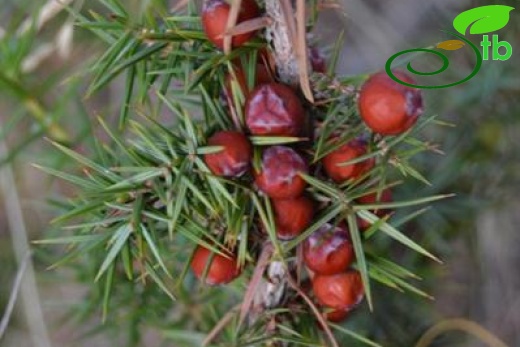 ssp. oxycedrus-Dişi