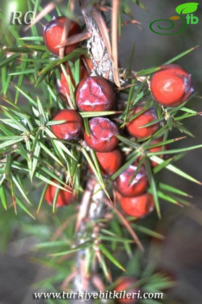 ssp. oxycedrus-Dişi