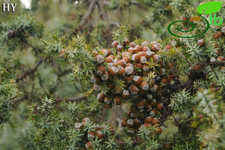 subpsp. macrocarpa- İzmir