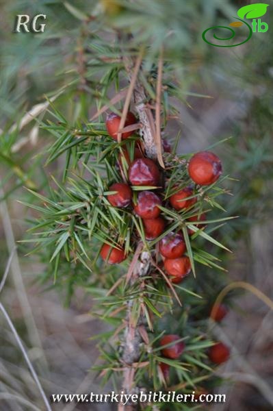 ssp. oxycedrus-Dişi