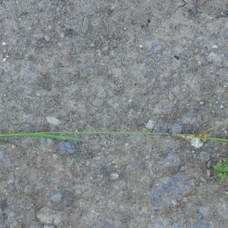 subsp. erythrostachys-Samsun