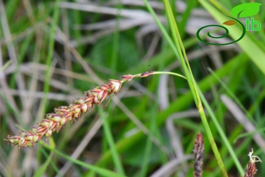 subsp. flacca- Samsun