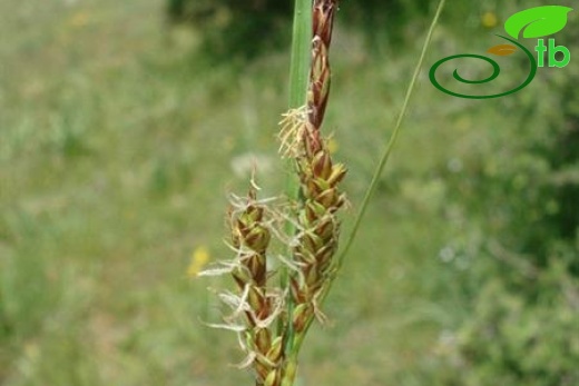 subsp. erythrostachys
