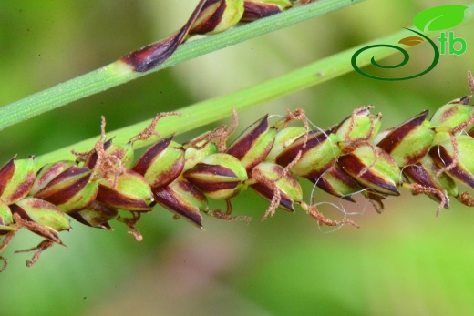 subsp. flacca- Samsun