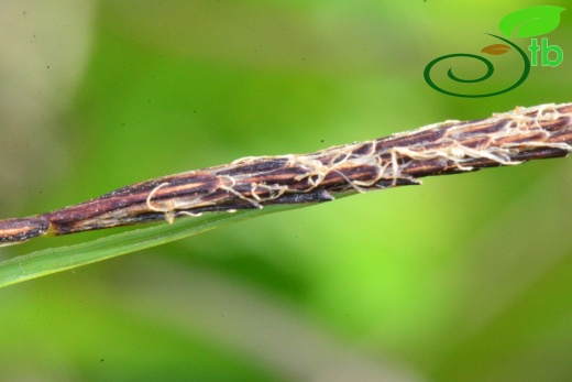 subsp. flacca- Samsun