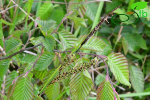 subsp. flacca- Samsun