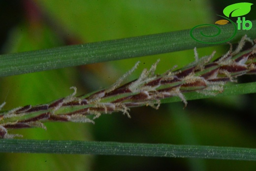 subsp. flacca- Samsun