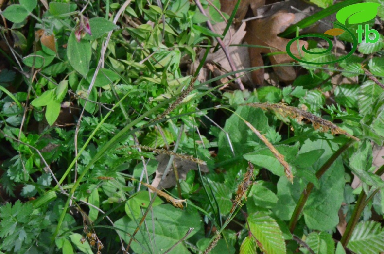 subsp. flacca- Samsun