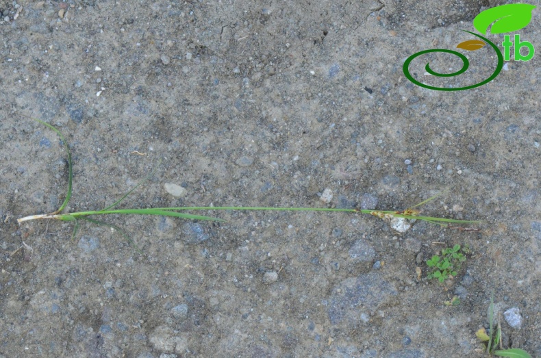 subsp. erythrostachys-Samsun