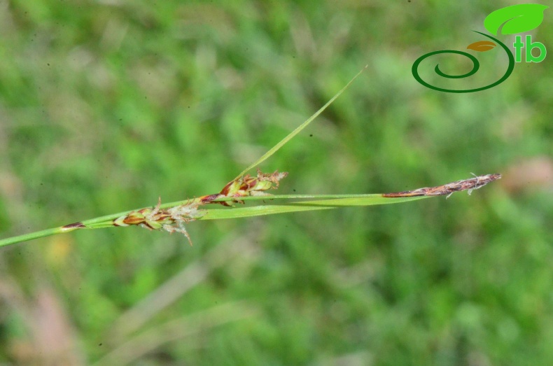 subsp. erythrostachys-Samsun