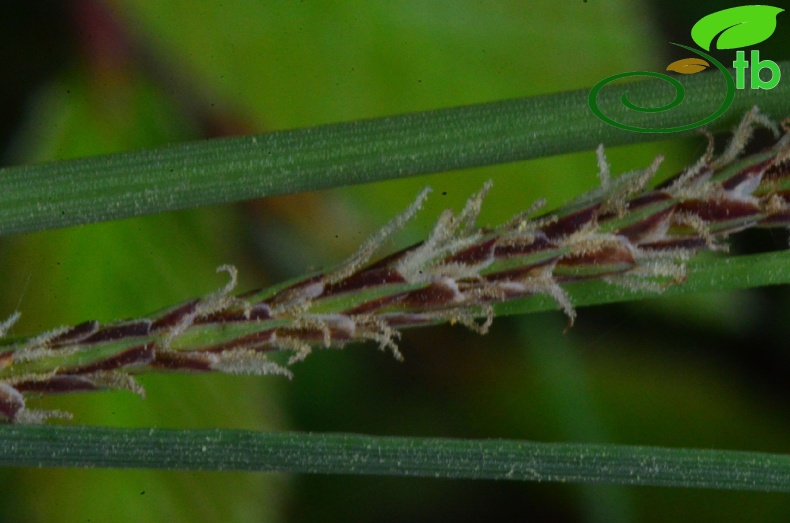 subsp. flacca- Samsun