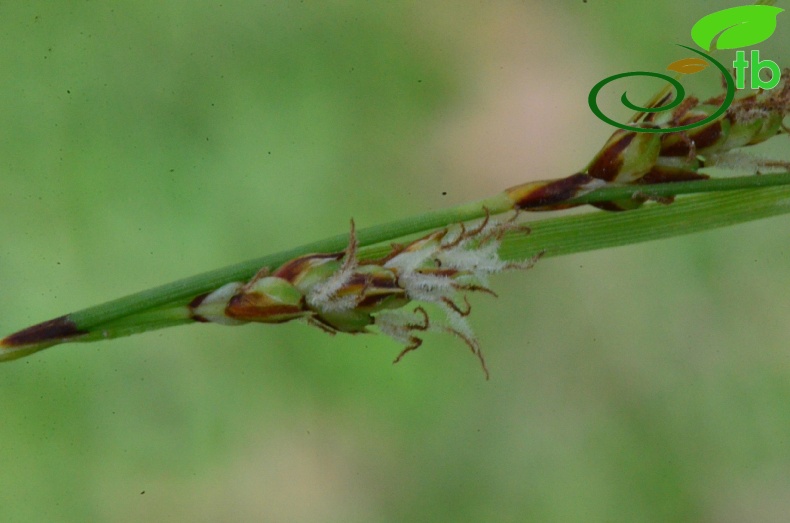 subsp. erythrostachys-Samsun