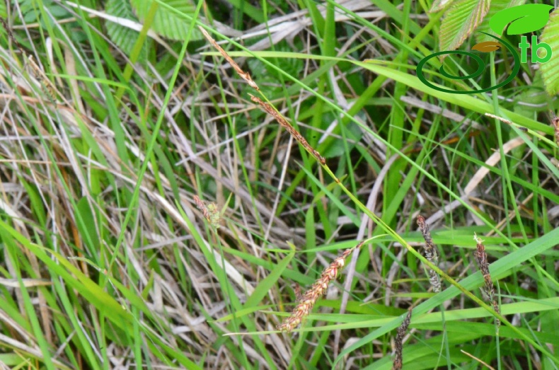 subsp. flacca- Samsun