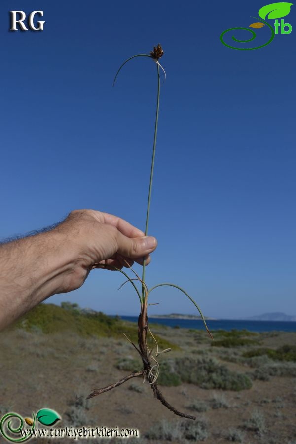 Datça-Muğla