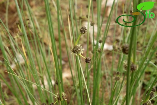 subsp. holoschoenus-İstanbul