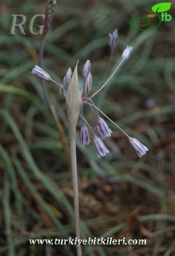 Abant-Bolu