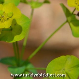 var robbiaea-Manyas-Balıkesir