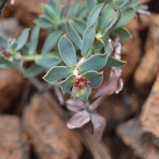 Sandras dağı-Köyceğiz