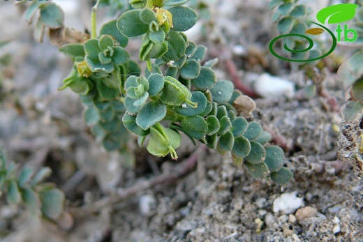 var. herniariifolia - Sivas