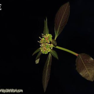Amanos dağları-Osmaniye