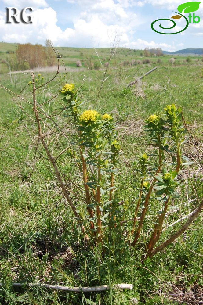 Yeniçağa-Bolu