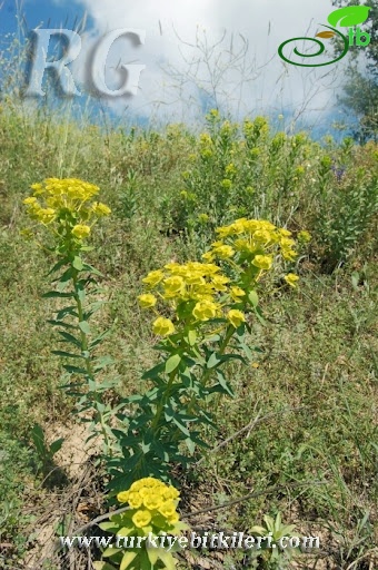 Yeniçağa-Bolu