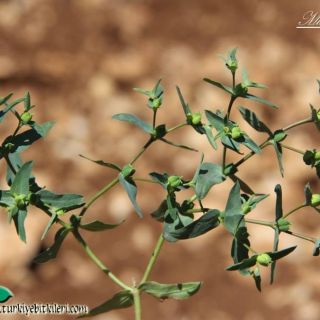 var kharputensis-Mardin