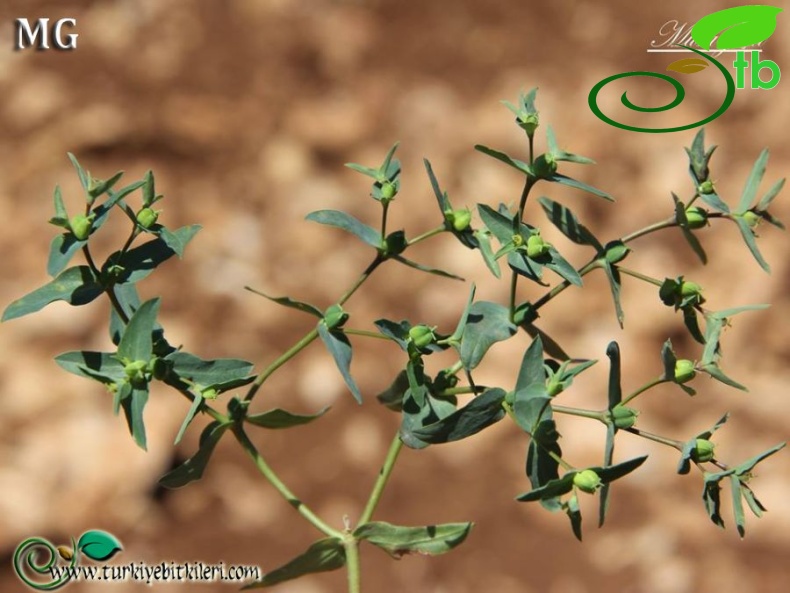 var kharputensis-Mardin