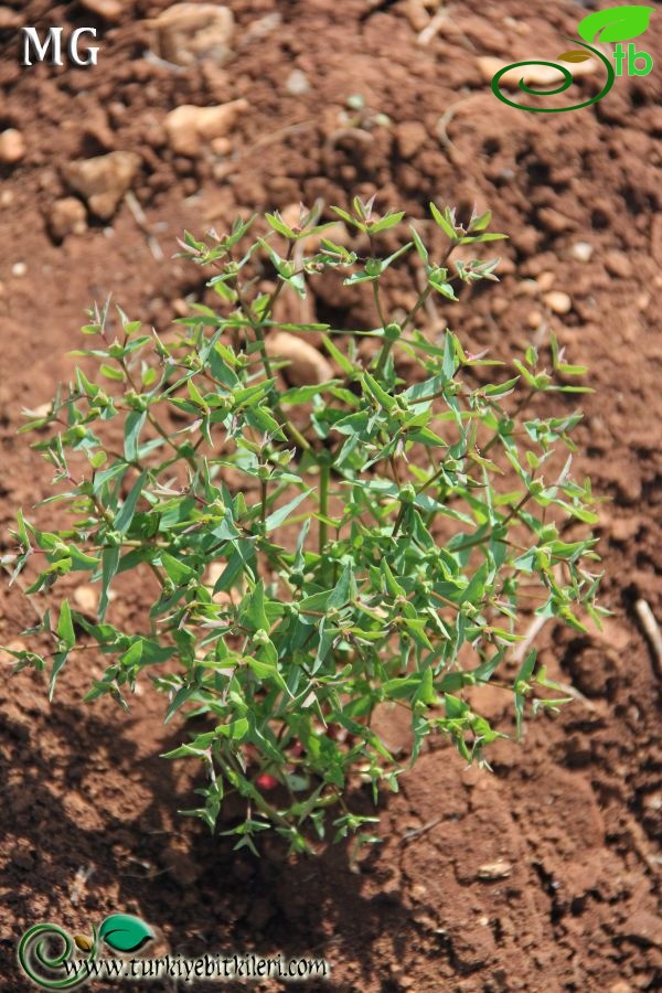 var kharputensis-Mardin