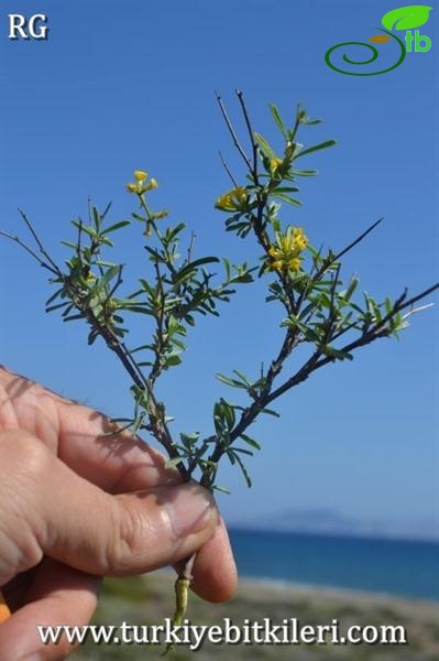 Datça-Muğla