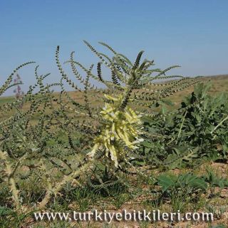 İsrail
