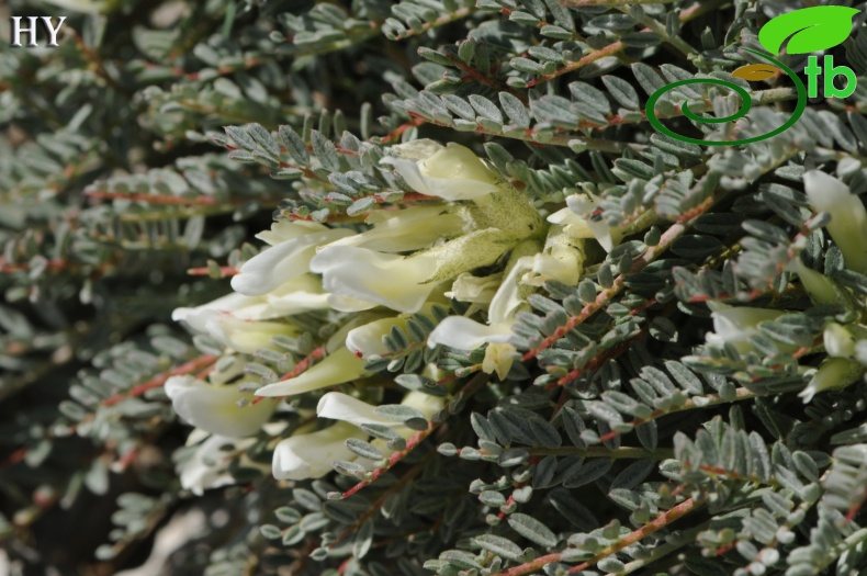 subsp. angustifolius- İzmir