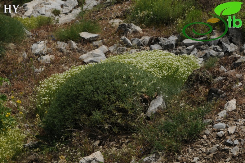 subsp. angustifolius- İzmir