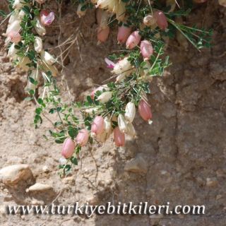 Mardin
