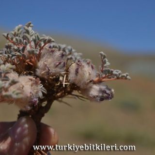 Kemaliye-Erzincan