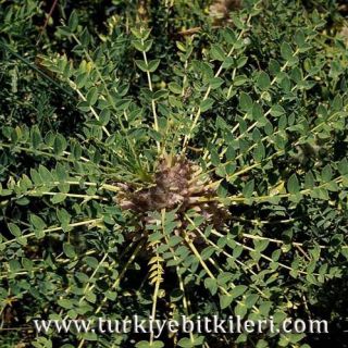 İsrail