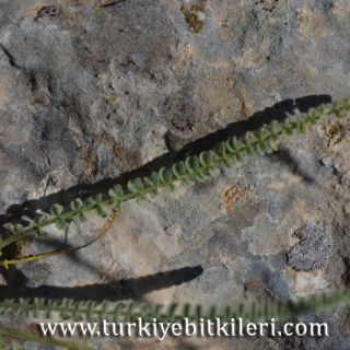 ssp densifolius-Gürün-Sivas